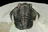 Diademaproetus Trilobite - Ofaten, Morocco #160628-3